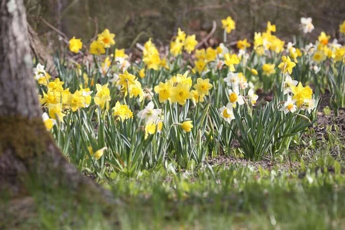 Planting Tips for Naturalizing Daffodils