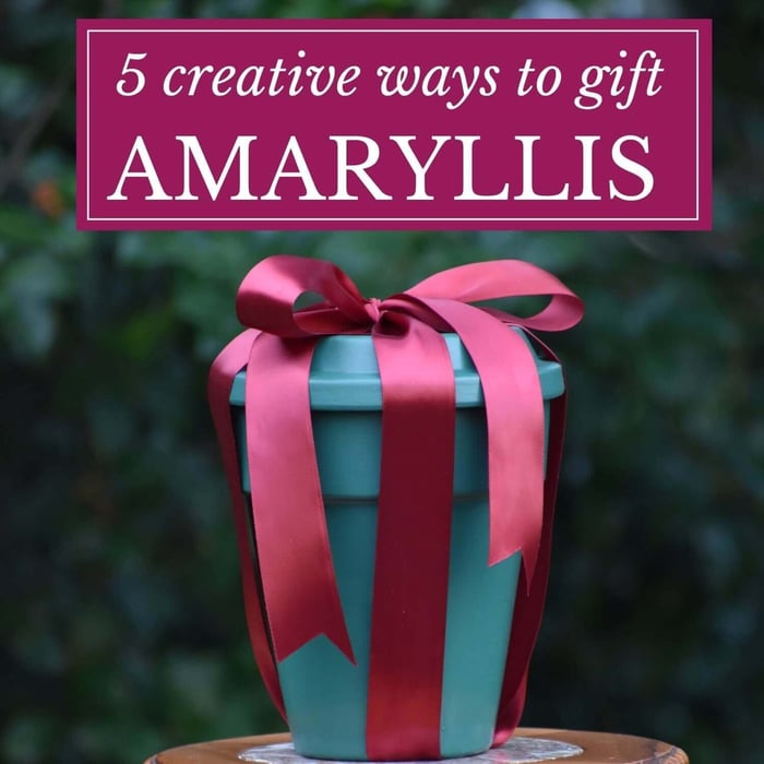 Creative Ways to Gift Amaryllis