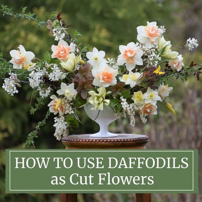 Tips for Using Daffodils as Cut Flowers