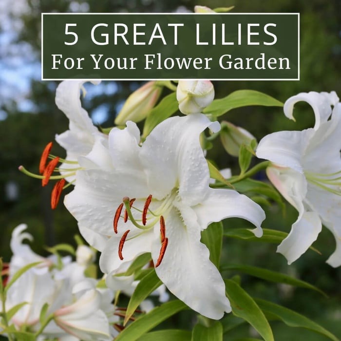 Top Lilies for Your Flower Garden
