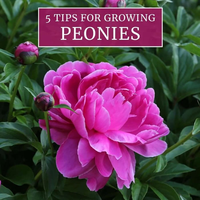 5 Tips for Growing Peonies
