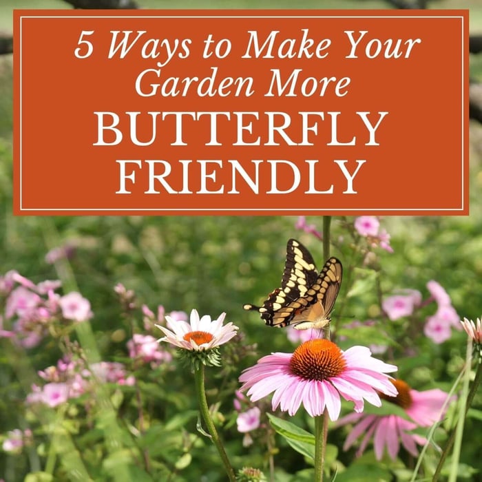5 Ways to Make Your Garden More Butterfly-Friendly