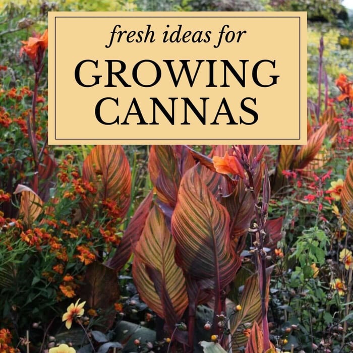 Fresh Ideas for Growing Cannas in Your Garden
