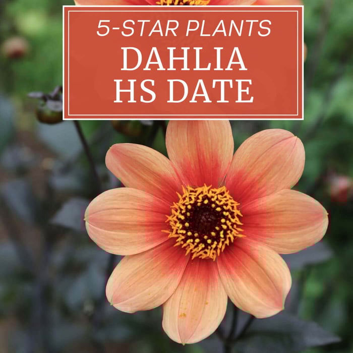 Five Star Plants for Your Garden: Dahlia HS Date