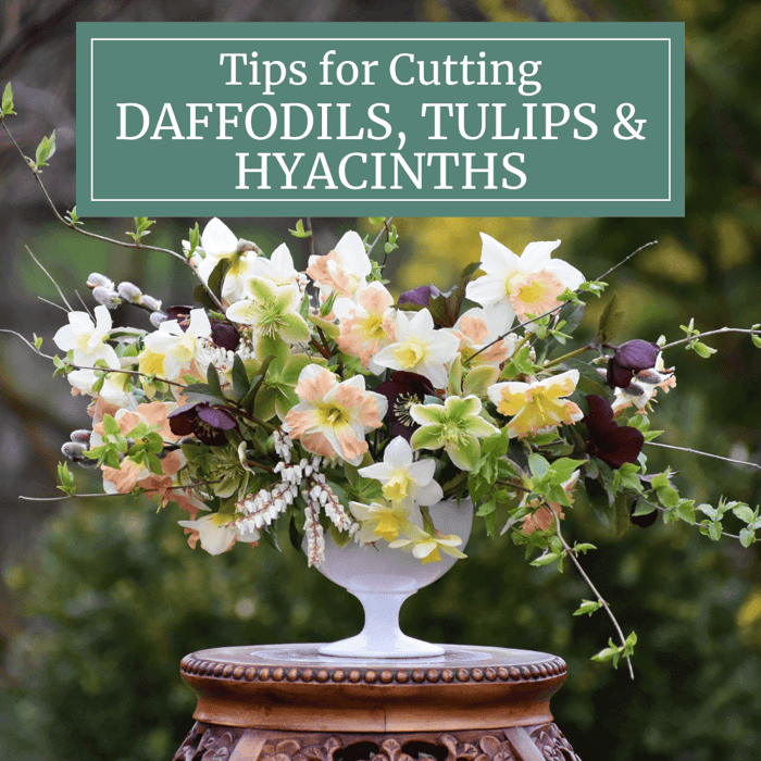 Best Techniques for Cutting Daffodils, Tulips, and Hyacinths