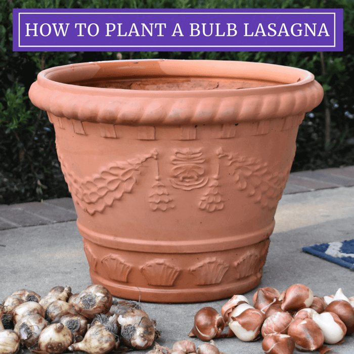 How to Plant a Spring Bulb Lasagna