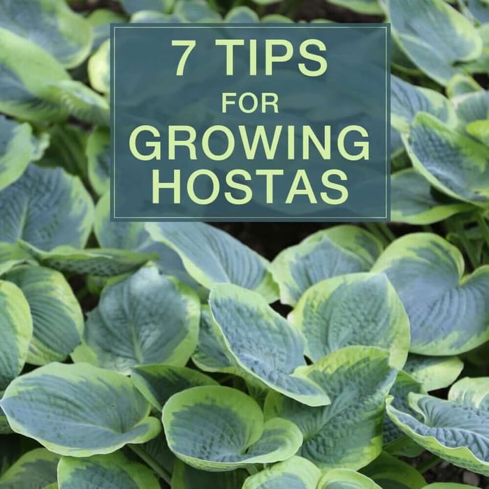 7 Tips for Growing Hostas