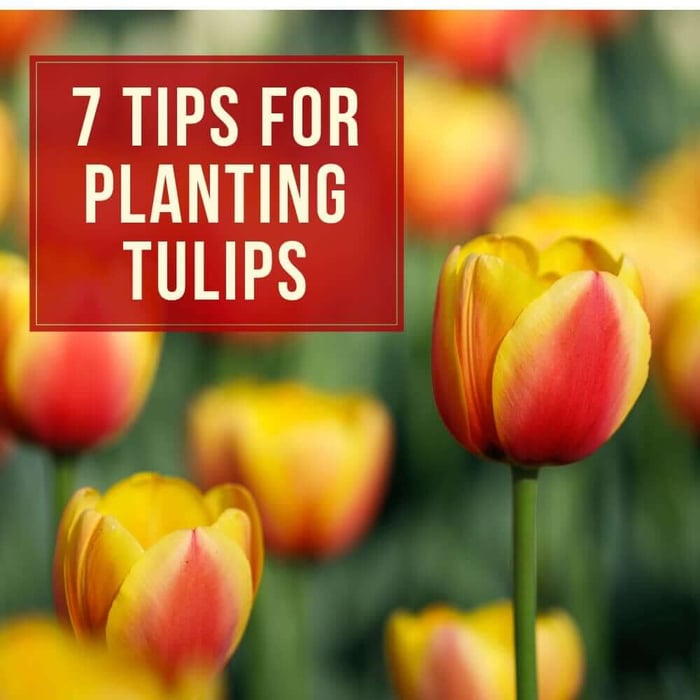 7 Tips for Planting Tulip Bulbs