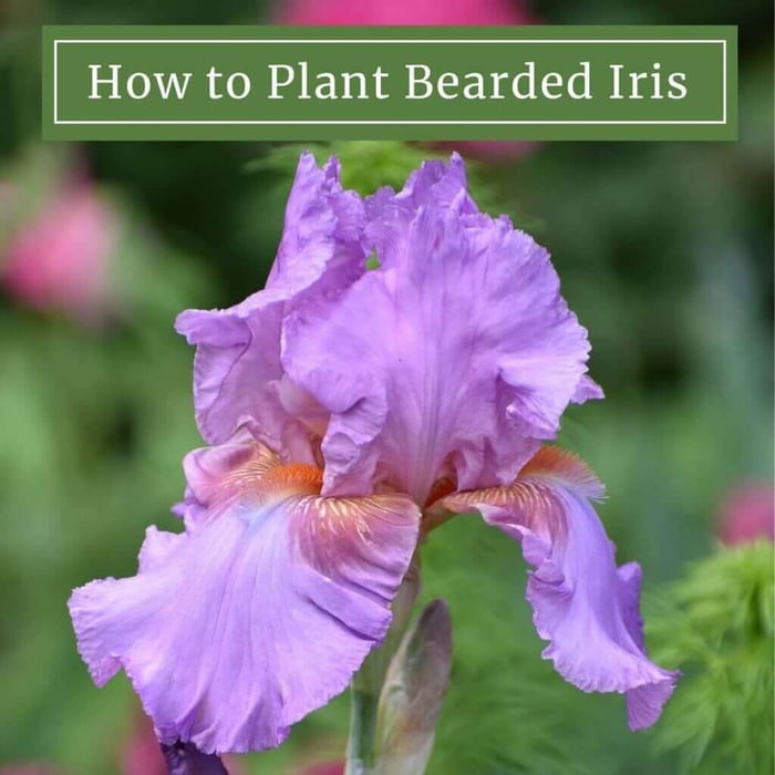 How to Plant Bearded Iris