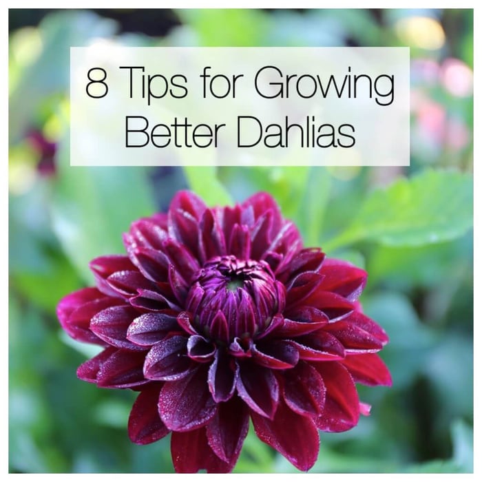 8 Tips for Growing Better Dahlias