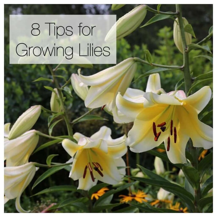 8 Tips for Growing Better Lilies