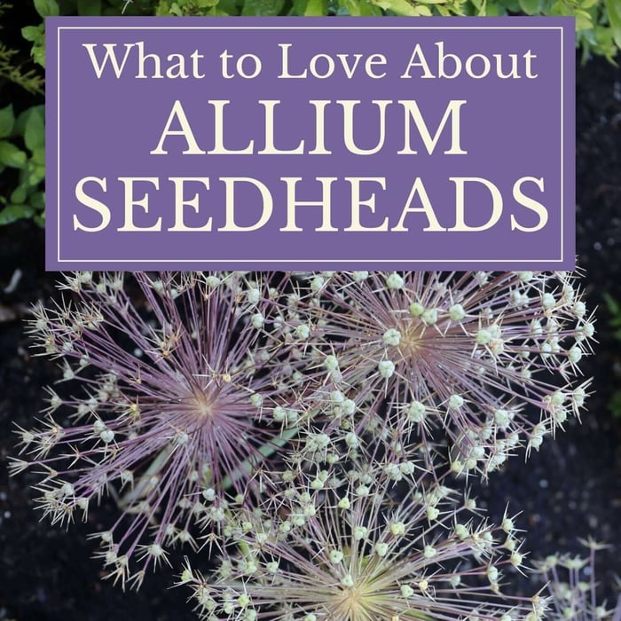 Another Reason to Love Ornamental Alliums: Seed Heads!