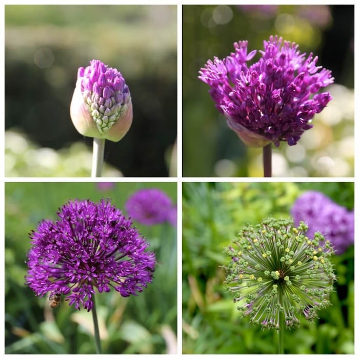 Plant Ornamental Allium Bulbs Now for Flowers Next Spring