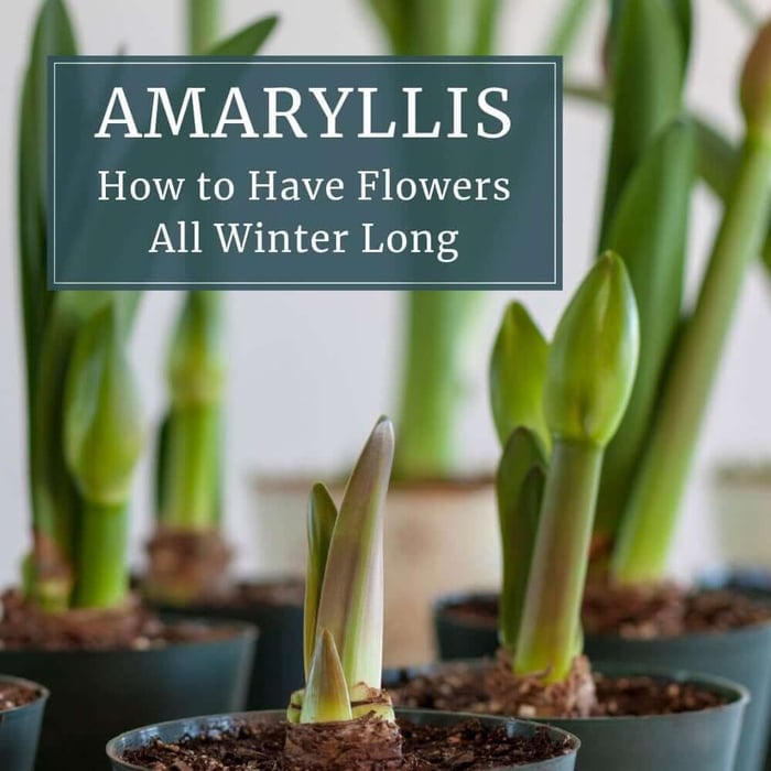 How to Have Amaryllis Blooming All Winter Long