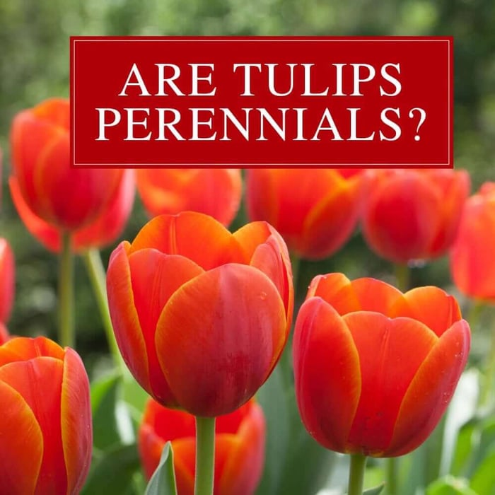 Are Tulips and Other Spring Bulbs Perennials?