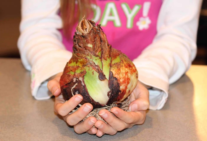 Growing Amaryllis with Kids: 6 Fun Projects