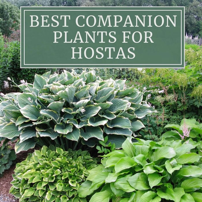 12 Best Companion Plants for Hostas