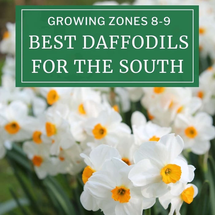 Best Daffodils for the South and Zones 8-9