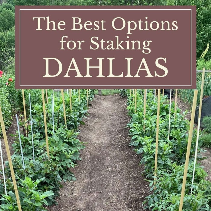 The Best Options for Staking Dahlias
