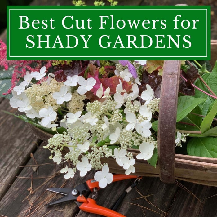 Best Cut Flowers for Shady Gardens