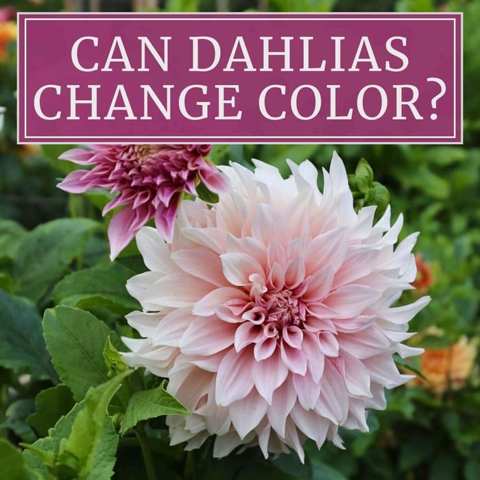Can Dahlias Change Color?