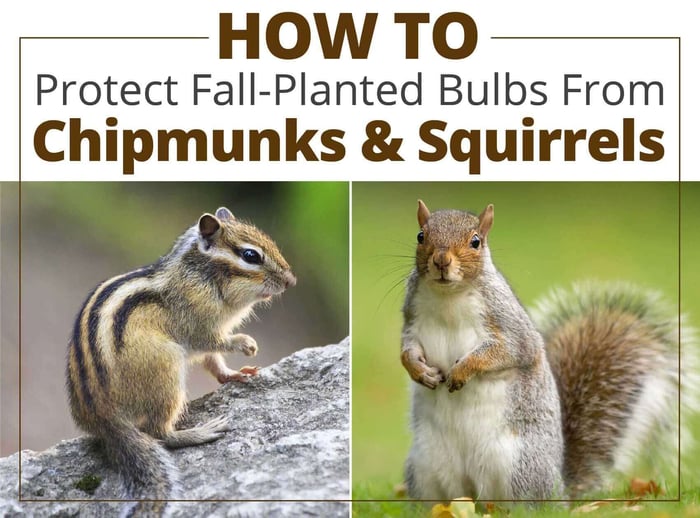 How to Protect Fall Bulbs From Chipmunks and Squirrels