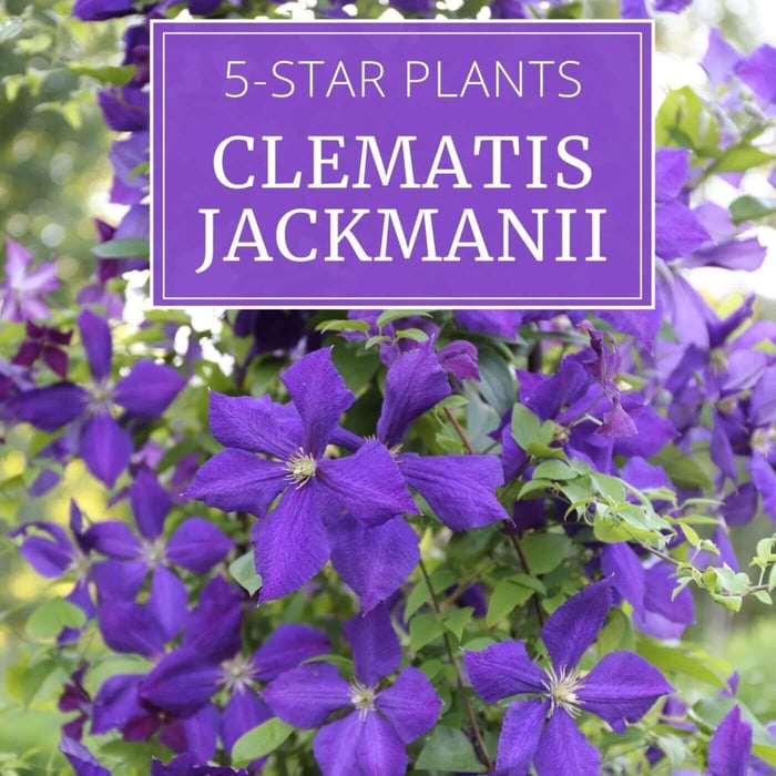 5-Star Plants: Clematis Jackmanii
