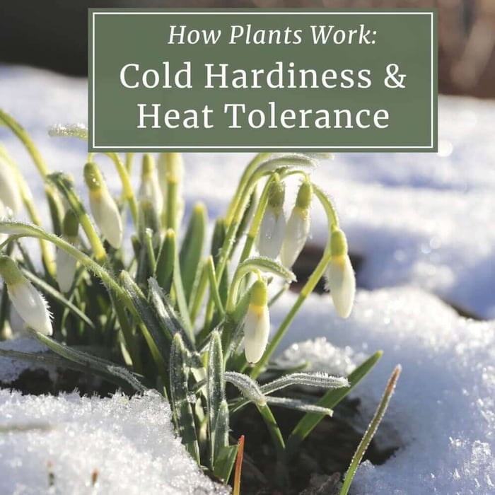 Understanding Cold Hardiness and Heat Tolerance
