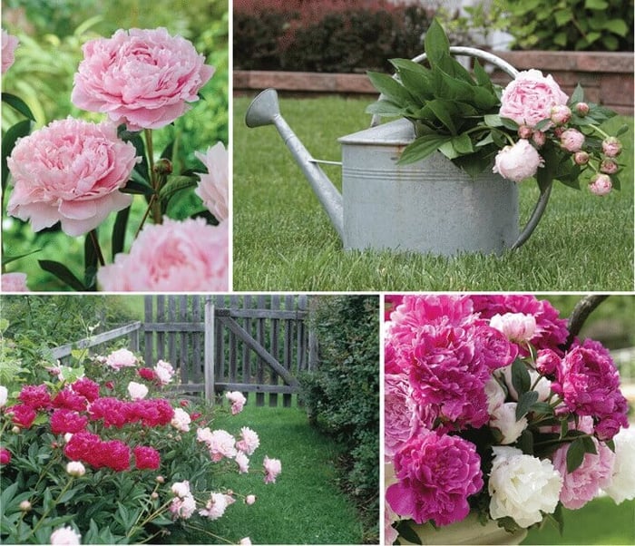 How to Extend the Peony Season