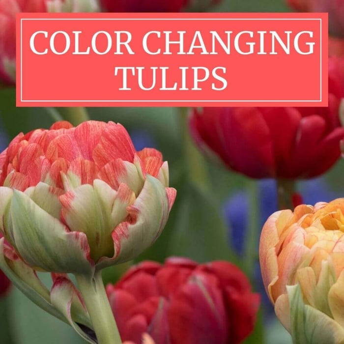 Color-Changing Tulips Have a New Look Each Day