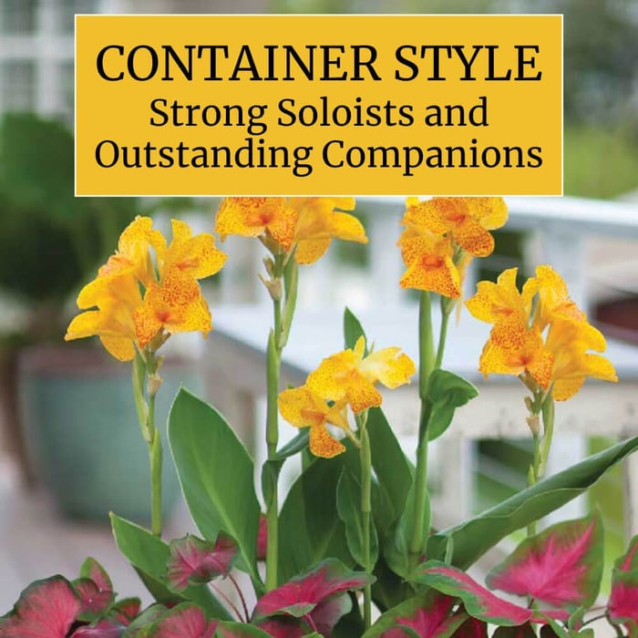Container Style: Strong Soloists and Outstanding Companions