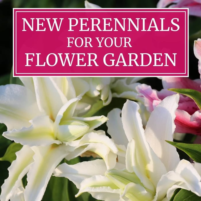 New Perennials for Your Flower Garden