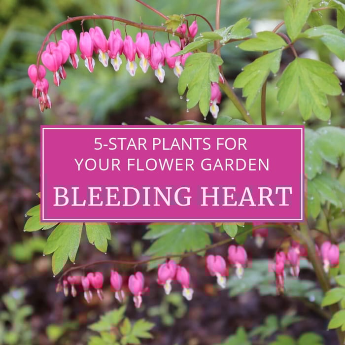 Five Star Plants for Your Flower Garden: Old-Fashioned Bleeding Heart