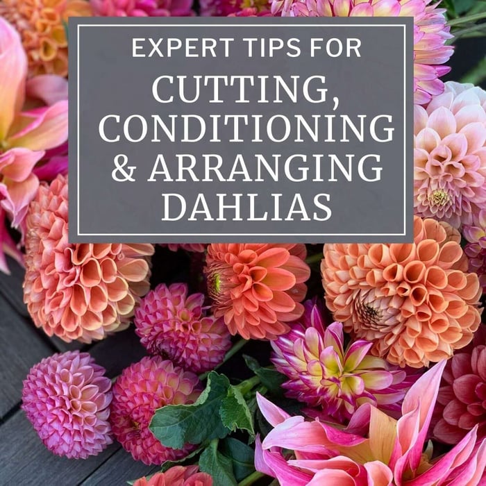 Expert Tips for Cutting, Conditioning and Arranging Dahlias