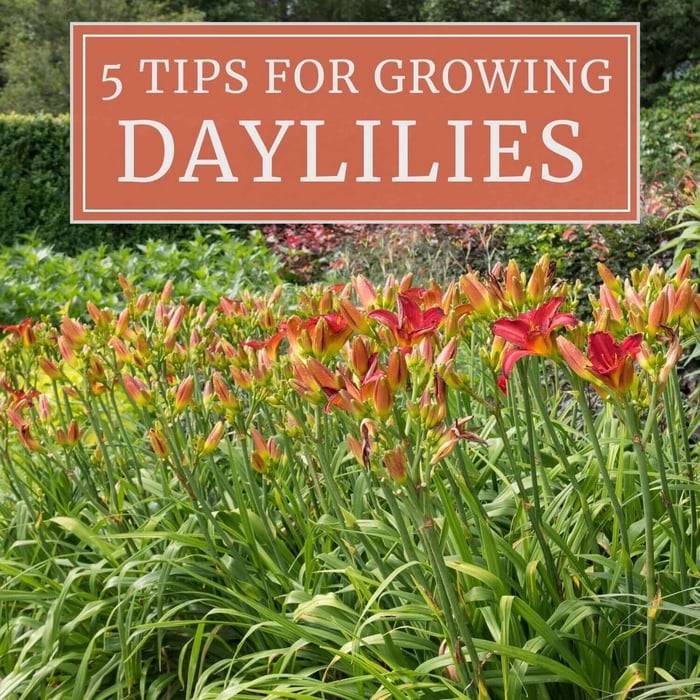 5 Tips for Growing Daylilies