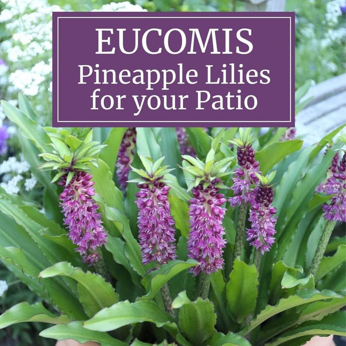 Eucomis: Pineapple Lilies for Your Patio