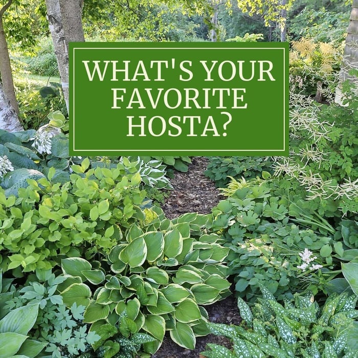 What's Your Favorite Hosta?