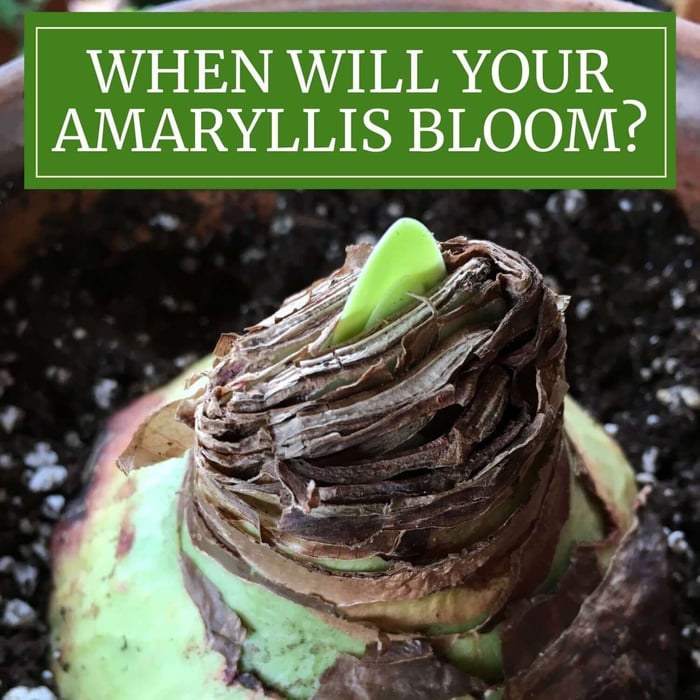 How to Know When Amaryllis Bulbs Will Flower