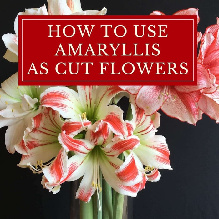 How to Use Amaryllis as Cut Flowers