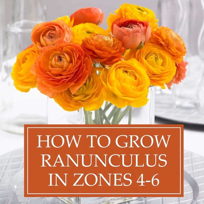 How to Grow Ranunculus in Zones 4-6
