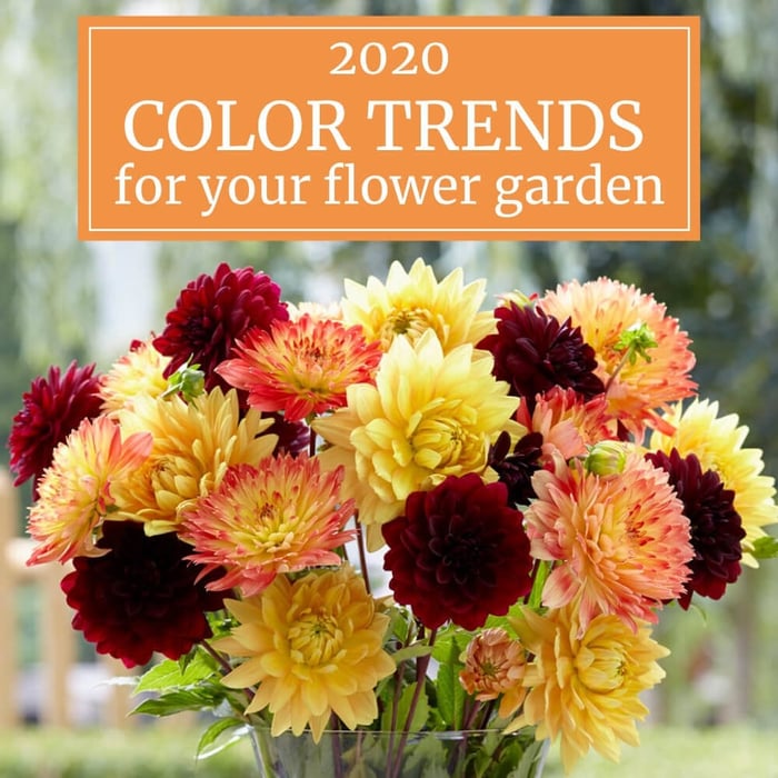 2020 Color Trends for Gardeners