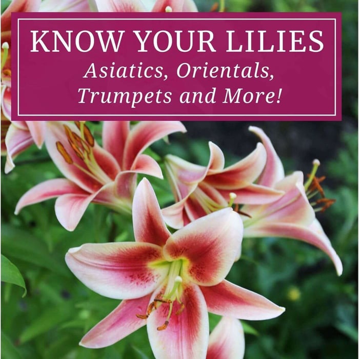 Types of Lilies: Asiatics, Orientals, Trumpets and More!
