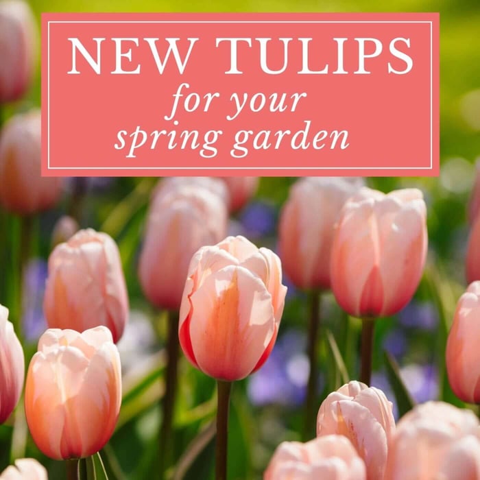 18 New Tulips for Your Spring Garden