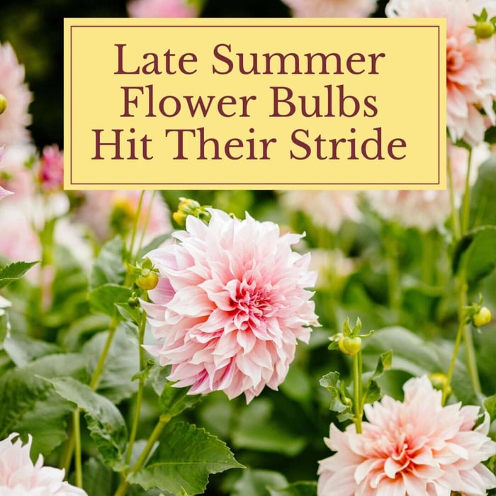 Late Summer Flower Bulbs Hit Their Stride