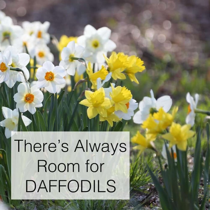 There's Always Room for Daffodils