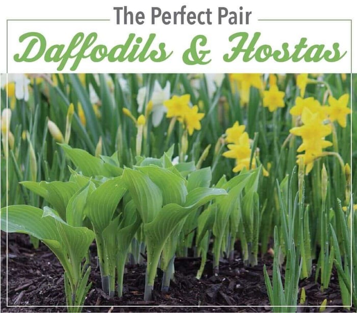 The Perfect Pair: Daffodils and Hostas