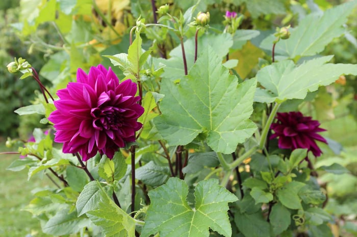 Planting Dahlias in Your Vegetable Garden