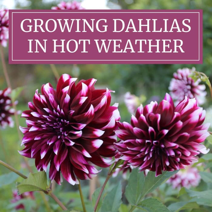 Growing Dahlias in Hot Weather