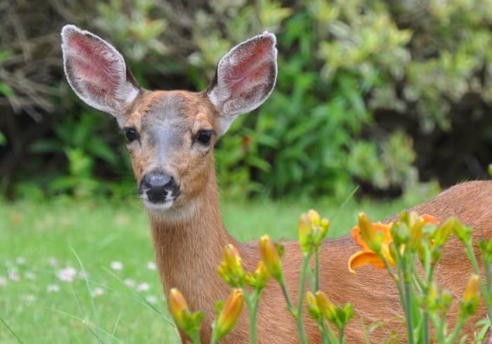 Protecting Gardens from Deer