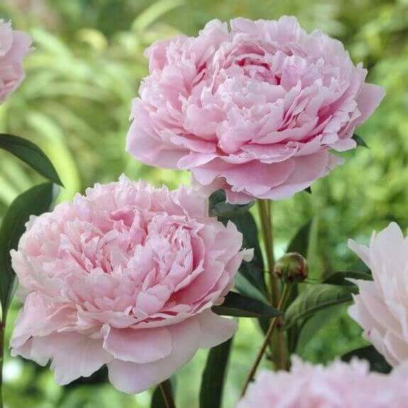 How to Stretch the Peony Season